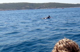 Delfin bei Silo